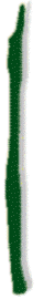 bande verte
